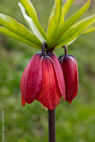 Ters Lale: It is an endemic species belonging to the Anatolian geography. The 