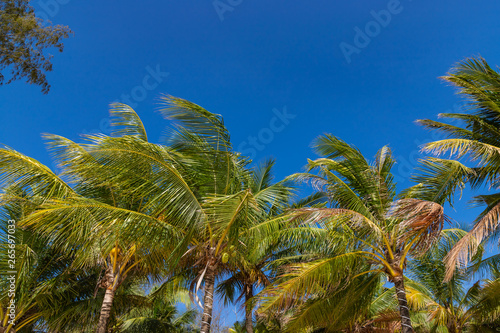Green palms on the tropical beach Otres near Sihanokville in Cambodia