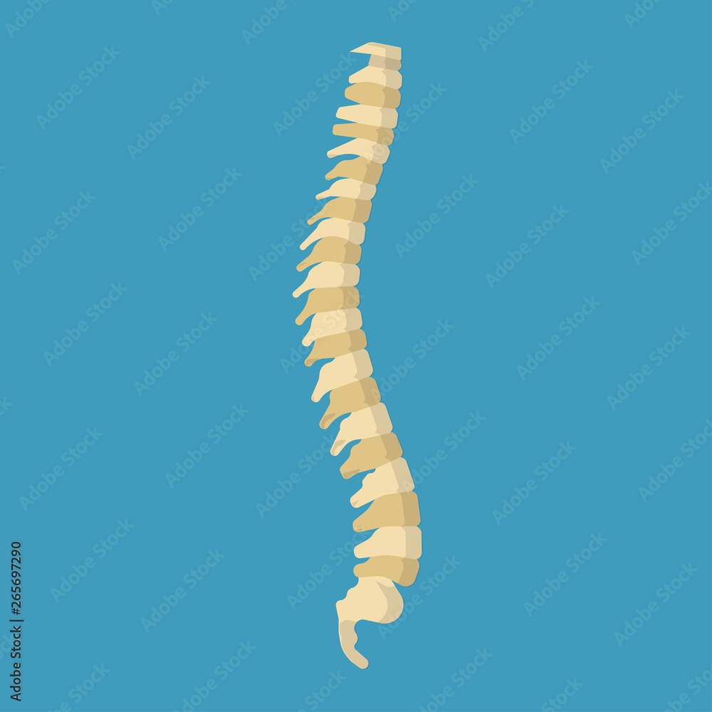 Human vertebral column spine science skeletal vector icon. Physical system scliosis structure back. Anatomy bone Human vertebral column spine science skeletal vector icon. Physical system scliosis structure back. Anatomy bone