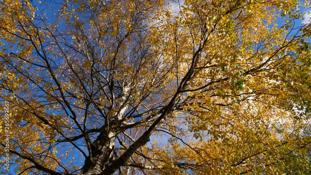 Low angle shot of large birch tree at sunny autumn day, sparse small leaves on branches, almost all turn to yellow colour. Pendulous branches sway on light breeze Low angle shot of large birch tree at sunny autumn day, sparse small leaves on branches, almost all turn to yellow colour. Pendulous branches sway on light breeze