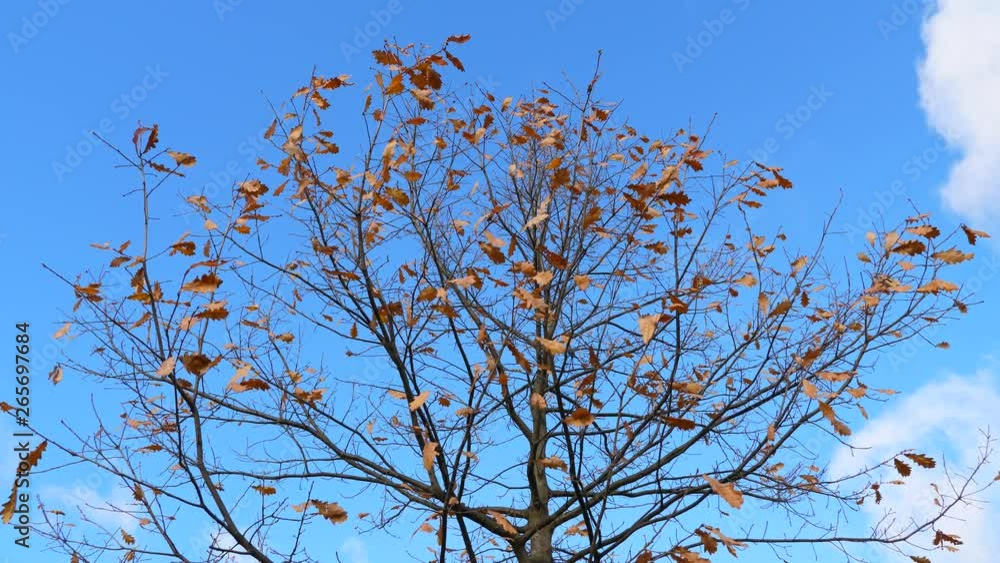 Last leaves stick to naked branches of young oak tree, low angle shot against blue sky. Typical picture of autumn season, defoliation almost done. Dried foliage on thin twigs, waving by wind Last leaves stick to naked branches of young oak tree, low angle shot against blue sky. Typical picture of autumn season, defoliation almost done. Dried foliage on thin twigs, waving by wind