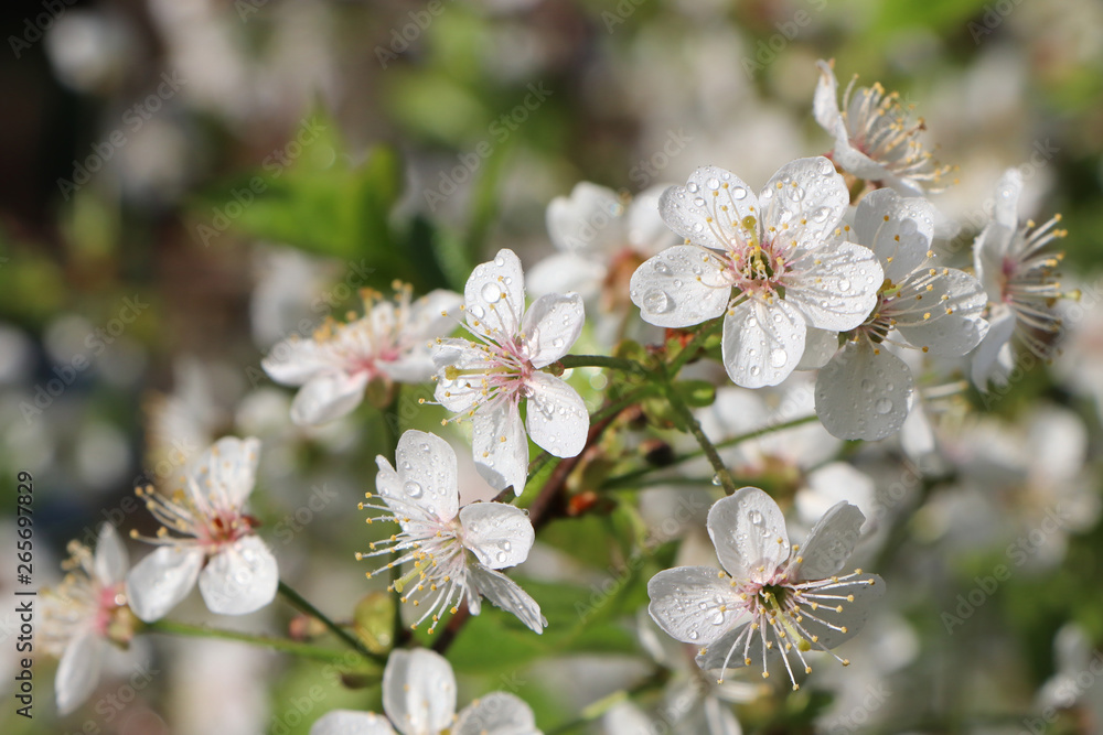 Flowering cherry branch with water drops after rain.against the blue sky Flowering cherry branch with water drops after rain.against the blue sky