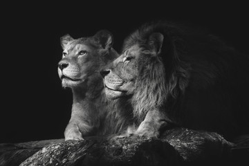 Foto auf Leinwand Löwe Porträt einer sitzenden Löwenpaarnahaufnahme auf einem lokalisierten schwarzen Hintergrund. Männlicher Löwe, der Weibchen schnüffelt.  © George