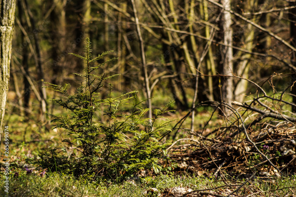 in the forest in the forest