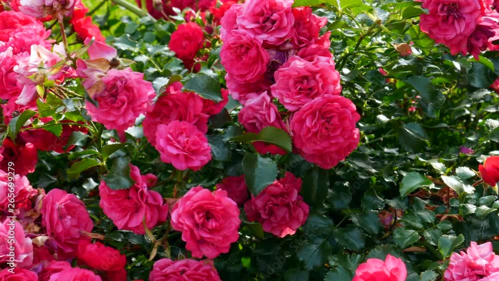 Shrubs with red roses. Shrubs with red roses.
