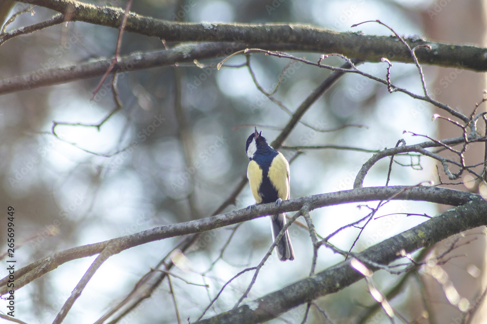 bird on a tree bird on a tree