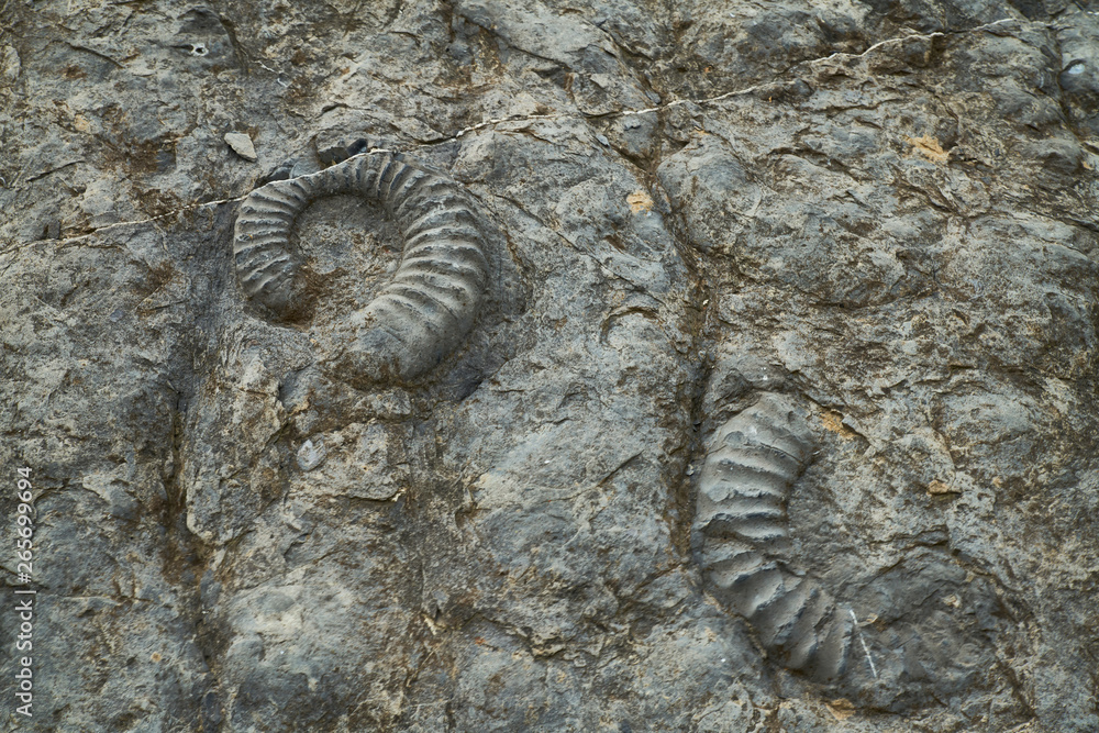 Dalle aux ammonites, Alpes de Haute Provence 4 Dalle aux ammonites, Alpes de Haute Provence 4