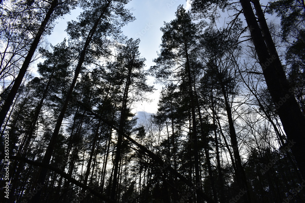 forest forest