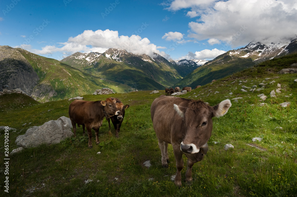 mucche al pascolo a Gstaad