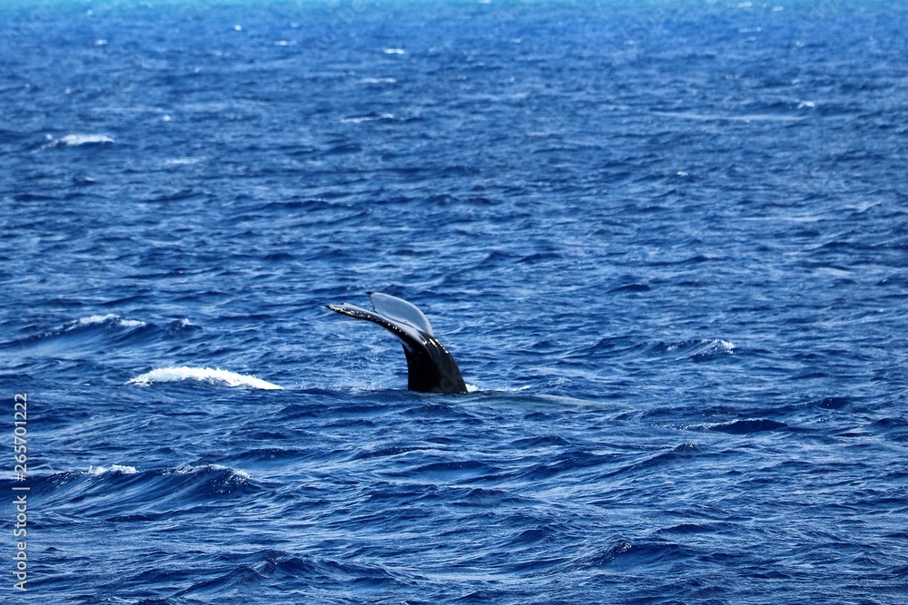 Fototapeta premium Tail of a baby humpback whale sliding back into the Pacific ocean off the coast of Kona, Hawaii