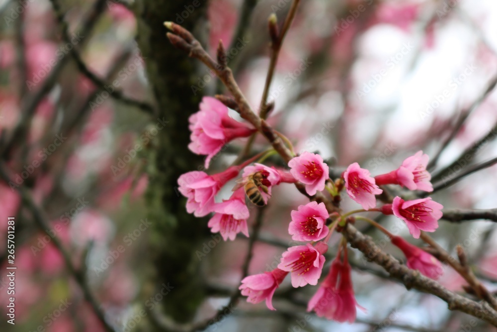 Early blossoms of pink Japanese cherry blossoms with a bee tucked inside one of its flowers. Early blossoms of pink Japanese cherry blossoms with a bee tucked inside one of its flowers.