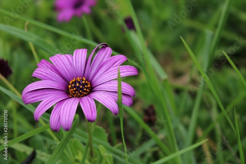 Simple yet beautiful purple daisy growing in a field of grass.