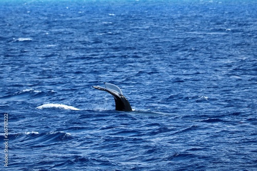 Tail of a baby humpback whale sliding back into the Pacific ocean off the coast of Kona, Hawaii