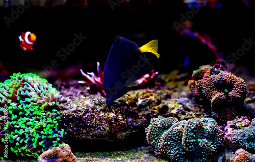 Purple Tang - (Zebrasoma xanthurum) photo