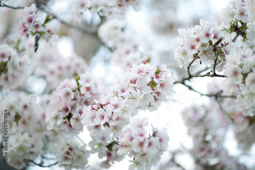 flower flower