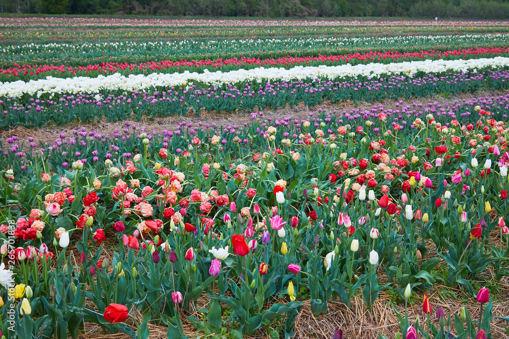 Colorful field with blooming tulips in different colors. Holland tulips bloom in an orangery in spring season.