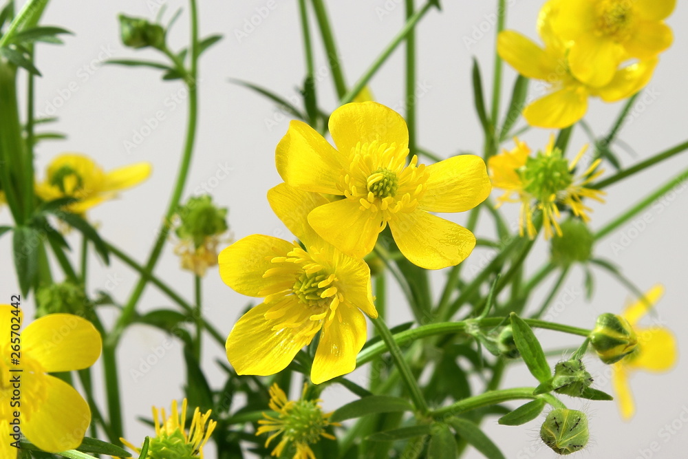 beautiful wild buttercup golden yellow flower blooming on white background