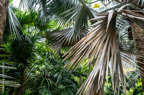 dense forest of Coconut palms  green leaves