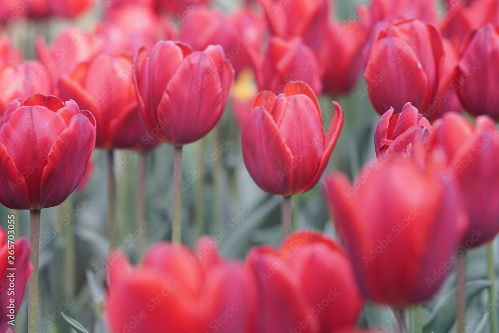 Fototapeta premium Blooming tulips during spring