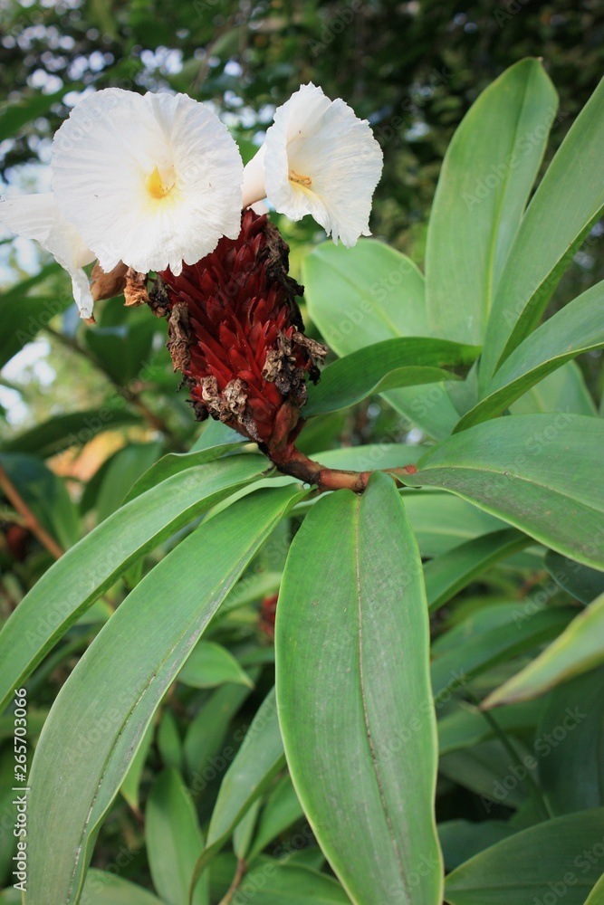 red ginger plant with two large white blossoms and long, green leaves growing wild in Hawaii. red ginger plant with two large white blossoms and long, green leaves growing wild in Hawaii.