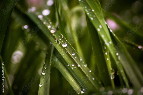 Grass on meadow after rain with raindrops on a leafs
