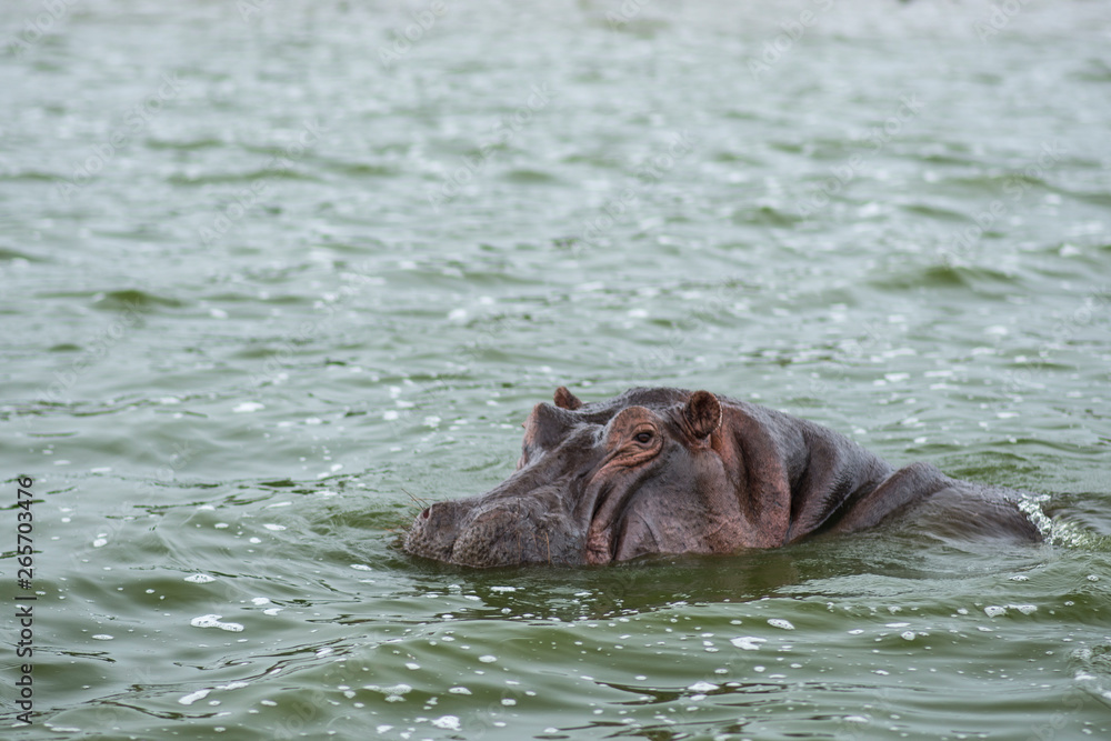 Fototapeta premium Hippo in river looking into camera