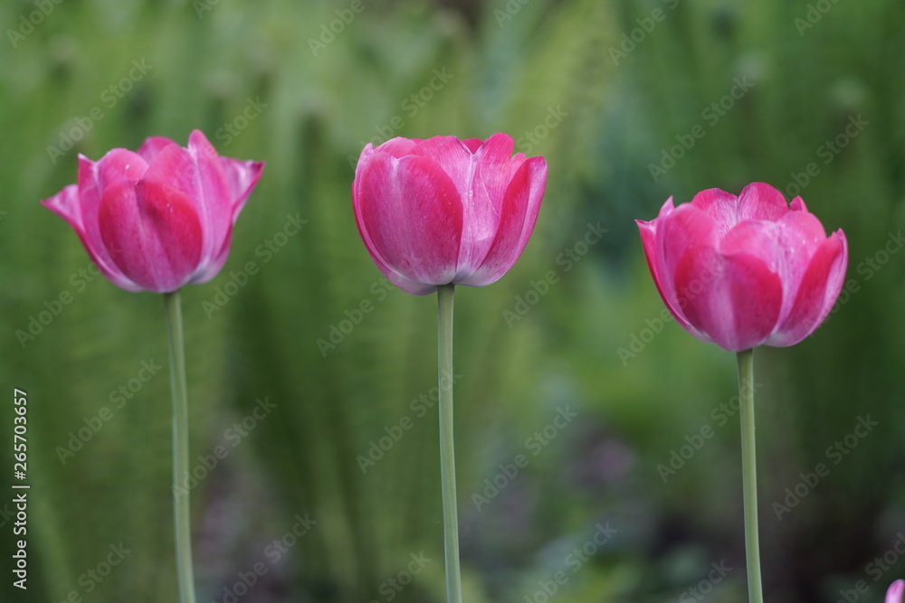 Tulips inside of a garden