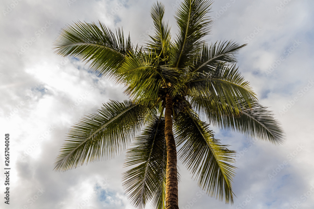 Fototapeta premium coconut palm tree on the background of a cloudy sky