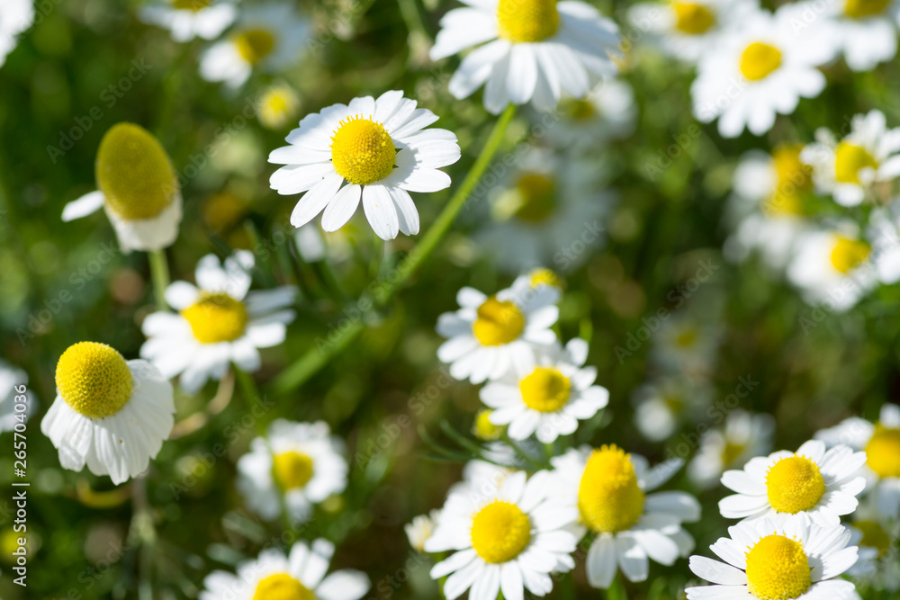 chamomile flowers