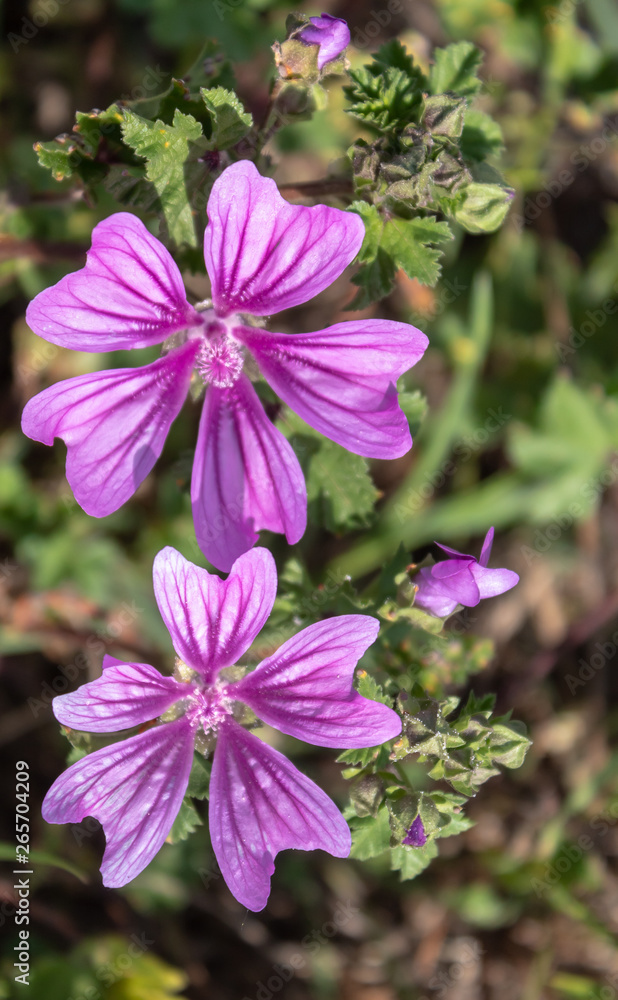 Beautiful Pink Wild Flower Closeup Beautiful Pink Wild Flower Closeup