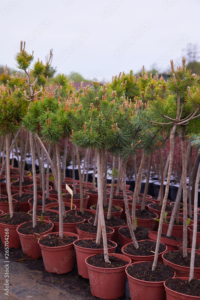 Fototapeta premium Garden store center with many of young coniferous trees. The nursery of plant and trees for gardening 