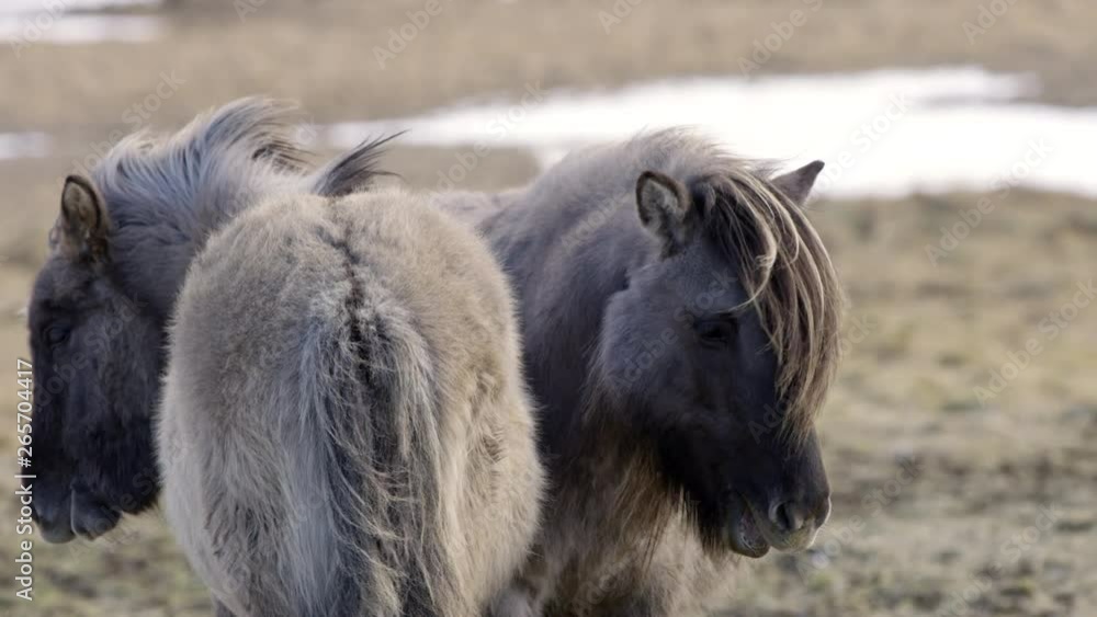 Gray Icelandic Horses Huddle Together, Cold Winter Climate. Gray Icelandic Horses Huddle Together, Cold Winter Climate.
