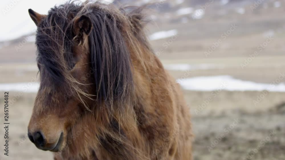 Iceland Horse, Medium Shot, Cold Winter Climate. Iceland Horse, Medium Shot, Cold Winter Climate.