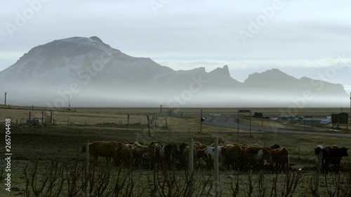 Wallpaper Mural Iceland Cow Livestock Herd, Ominous Fog, Dramatic Background. Torontodigital.ca