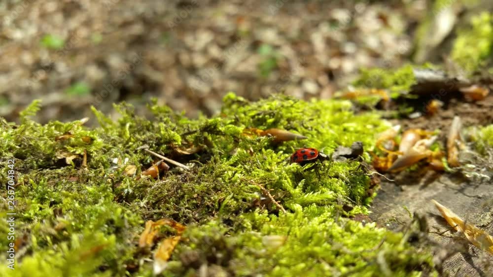 Tiny planet macro of Ladybird insect, bug crawling through moss green environment on woodland tree bark in sunlight. Shallow focus. Tiny planet macro of Ladybird insect, bug crawling through moss green environment on woodland tree bark in sunlight. Shallow focus.