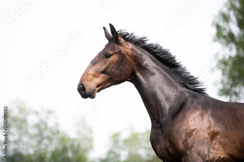Pferde auf der Weide © Ines Hasenau