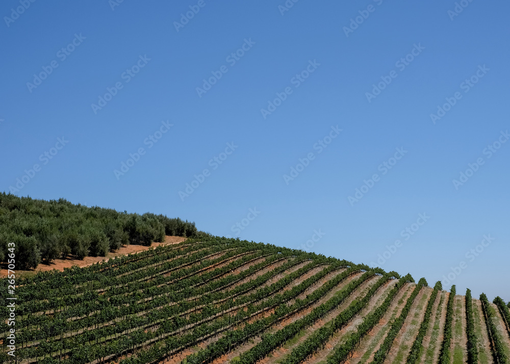 Vineyards at Tokara Wine Estate, Cape Town, South Africa, taken on a clear day. The vines are planted in rows on the hillside. 