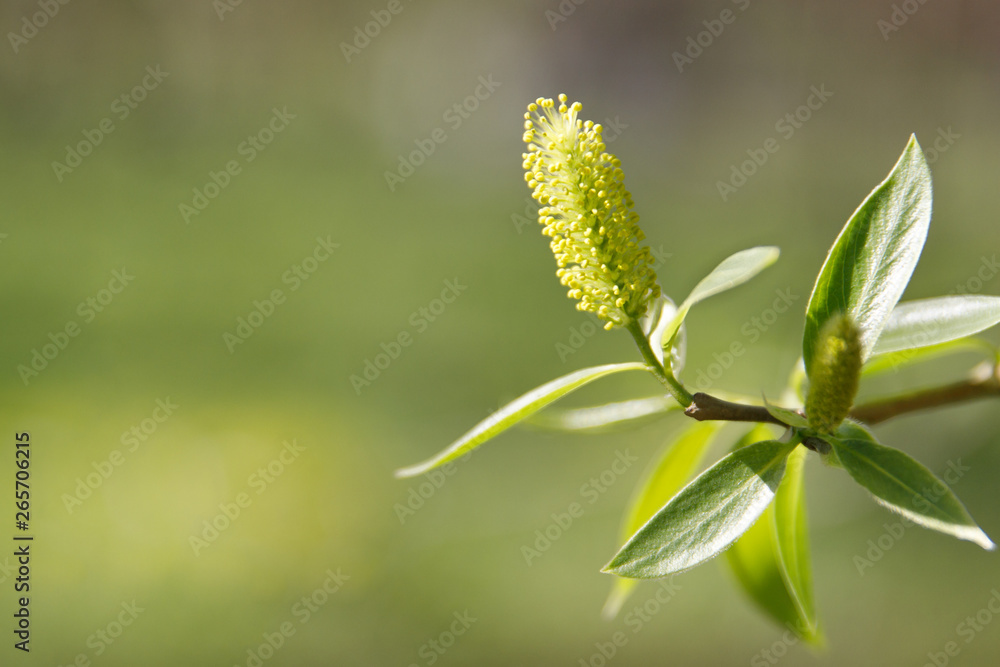 Catkins of sallow/osier tree with young green leaves spreading pollen, soft focus, copy space. Bloom, spring allergy. Catkins of sallow/osier tree with young green leaves spreading pollen, soft focus, copy space. Bloom, spring allergy.