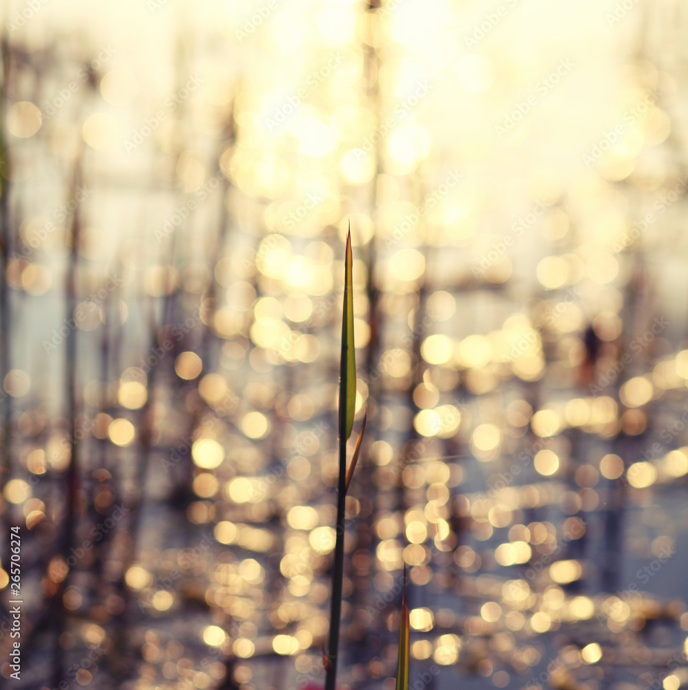 reeds, lake, sunset/abstract blurred romantic background reeds, lake, sunset/abstract blurred romantic background