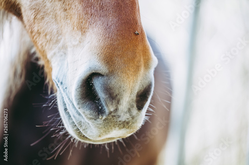Close up sur les naseaux d'un cheval © PicsArt