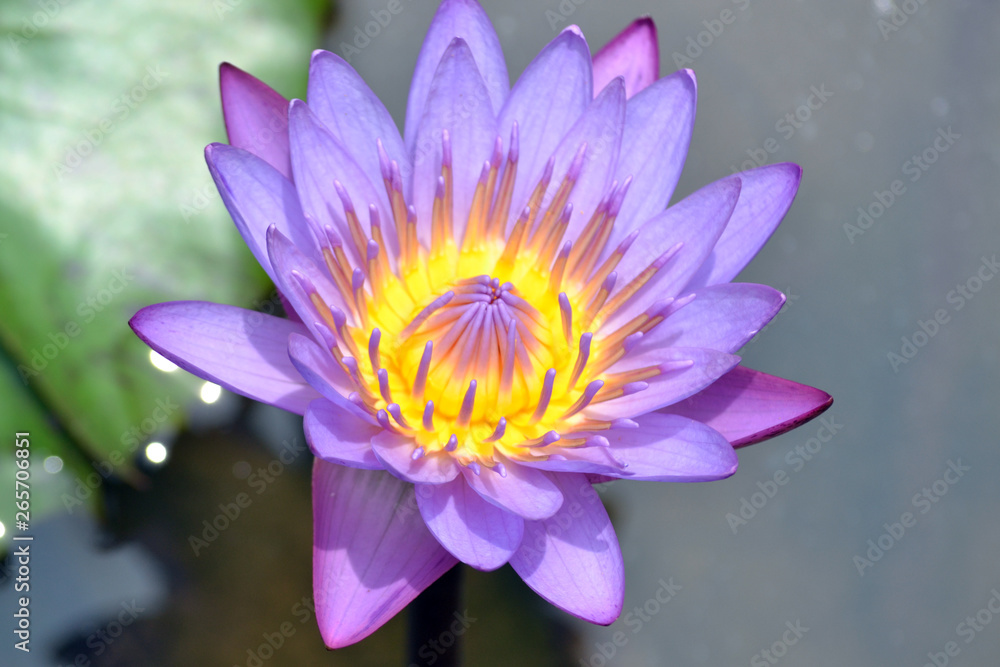 the perfection of one's own harmonious creation of colors in a small flower the perfection of one's own harmonious creation of colors in a small flower