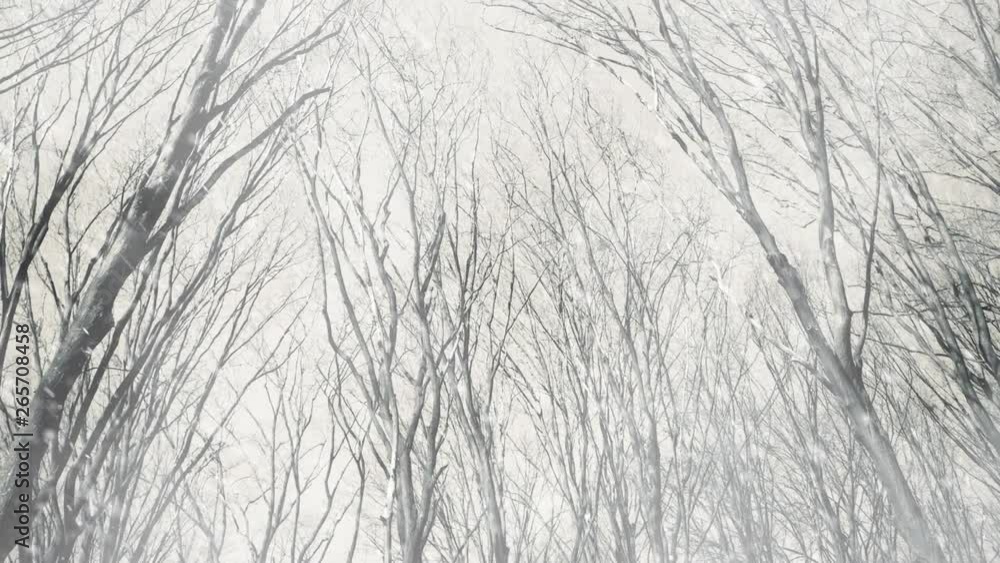 falling snow at gloomy winter forest trees background falling snow at gloomy winter forest trees background