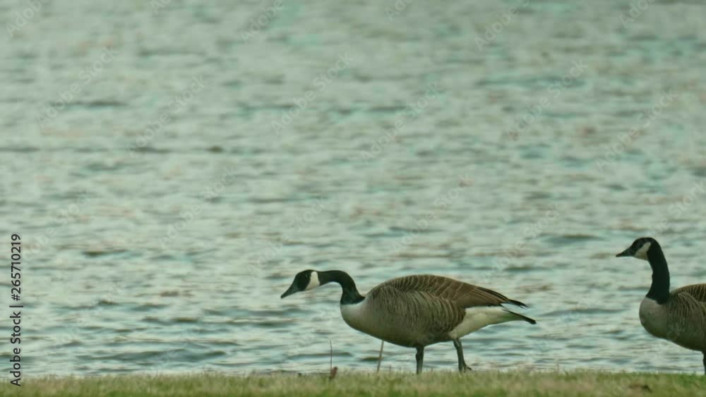 Canada Geese Walking on Grass and Feeding by Lake SLOW MOTION Canada Geese Walking on Grass and Feeding by Lake SLOW MOTION