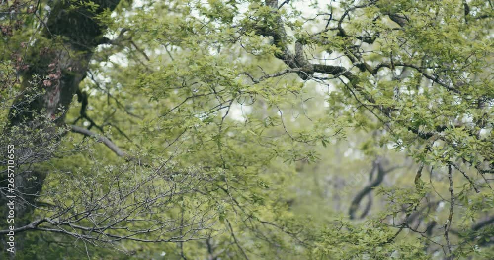 Nature -A scene looking straight into a dense tropical rain forest, Nature -A scene looking straight into a dense tropical rain forest,