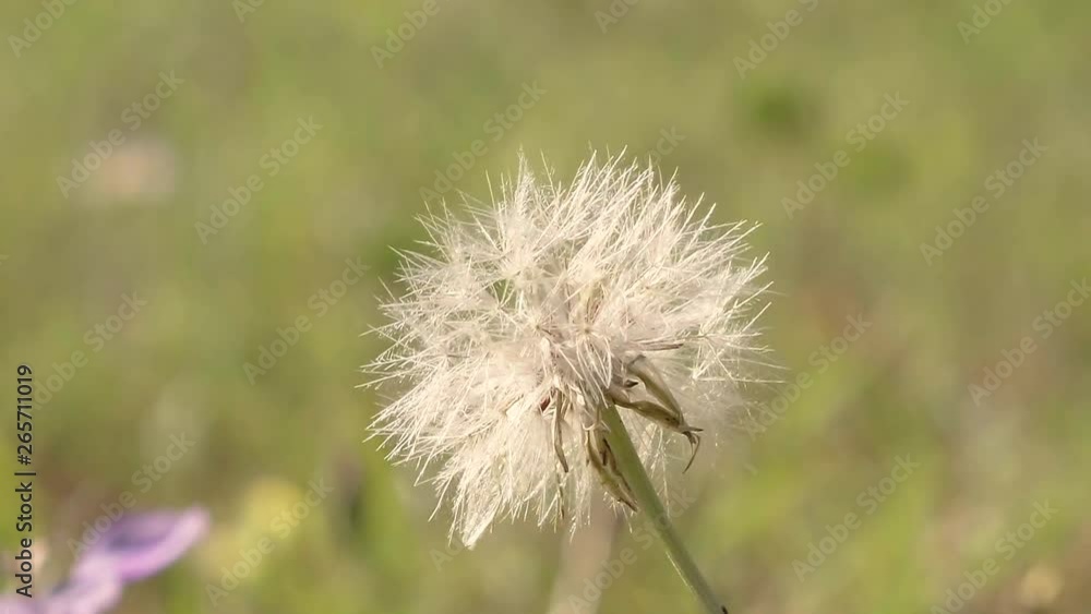 Close up of a white Dandelion puff ball moving slightly in the breeze, slow pan 24 fps. Close up of a white Dandelion puff ball moving slightly in the breeze, slow pan 24 fps.