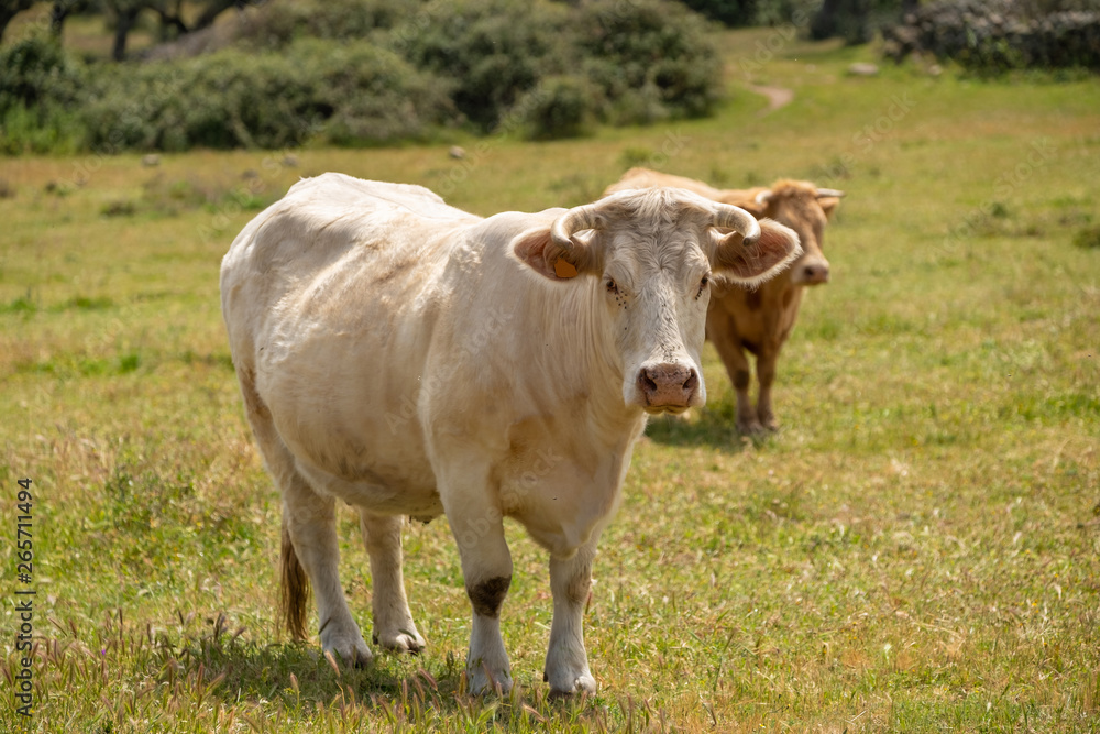 Charolais cows grazing in the meadow of Extremadura, Spain