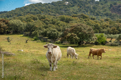 Charolais cows grazing in the meadow of Extremadura, Spain
