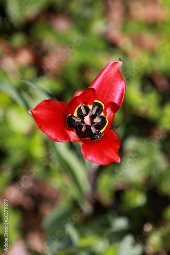 Flor Roja