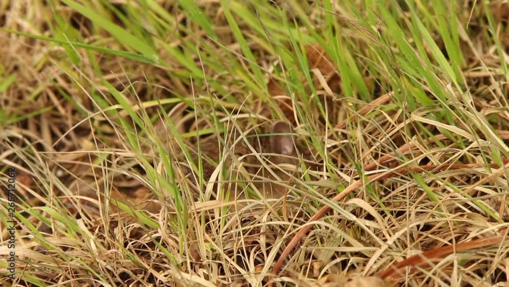 A field mouse grooms itself and forrages for food at the side of a country road in lancashire england on a summers morning. A field mouse grooms itself and forrages for food at the side of a country road in lancashire england on a summers morning.