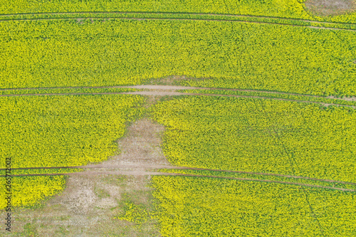 Aerial perspective view on yellow field of blooming rapeseed touched by infection causing loss in crops